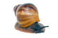 Archachatina marginata ssp. Ikom, Nigeria juvenil